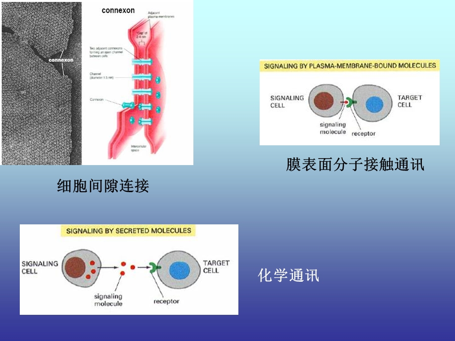 8细胞信号转导精选文档.ppt_第3页