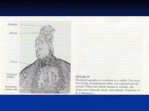 家畜繁殖学 第5章 受精妊娠和分娩2文档资料.ppt