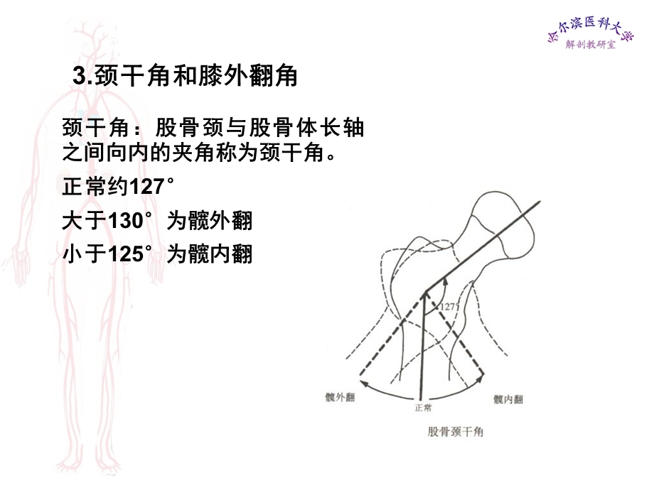 最新局部解剖学课件下肢PPT文档.ppt_第2页