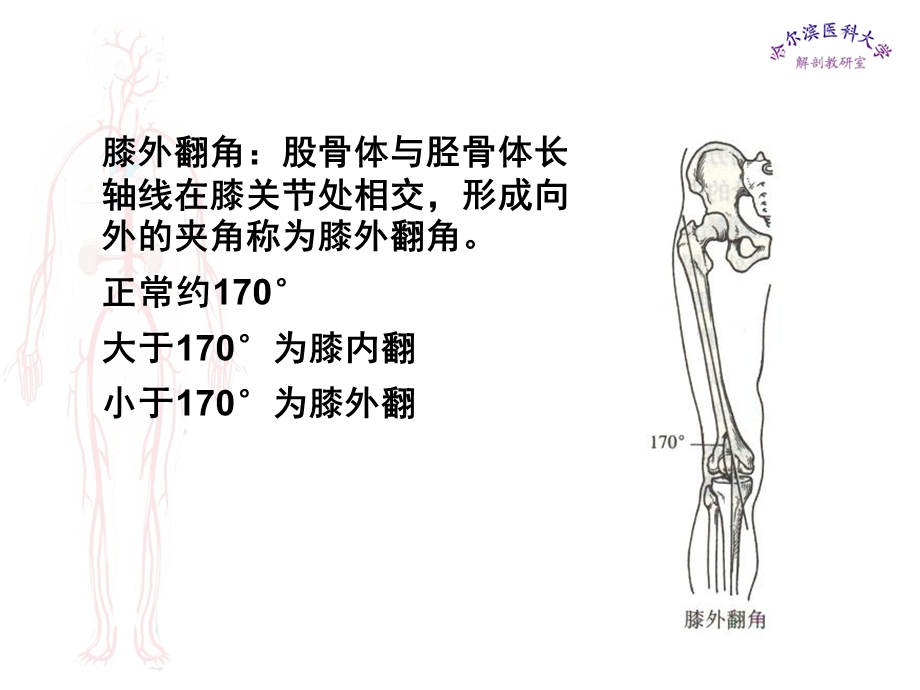 最新局部解剖学课件下肢PPT文档.ppt_第3页