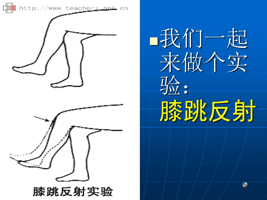 最新：神经调节基本方式文档资料.ppt_第3页