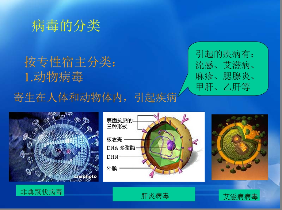 2第二章病毒精选文档.ppt_第3页