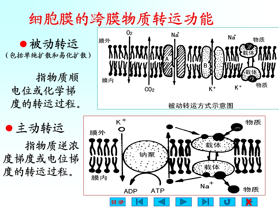 最新：生理学课件细胞的基本功能ppt文档资料.ppt_第2页