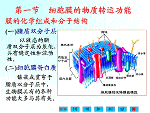 最新：生理学课件细胞的基本功能ppt文档资料.ppt