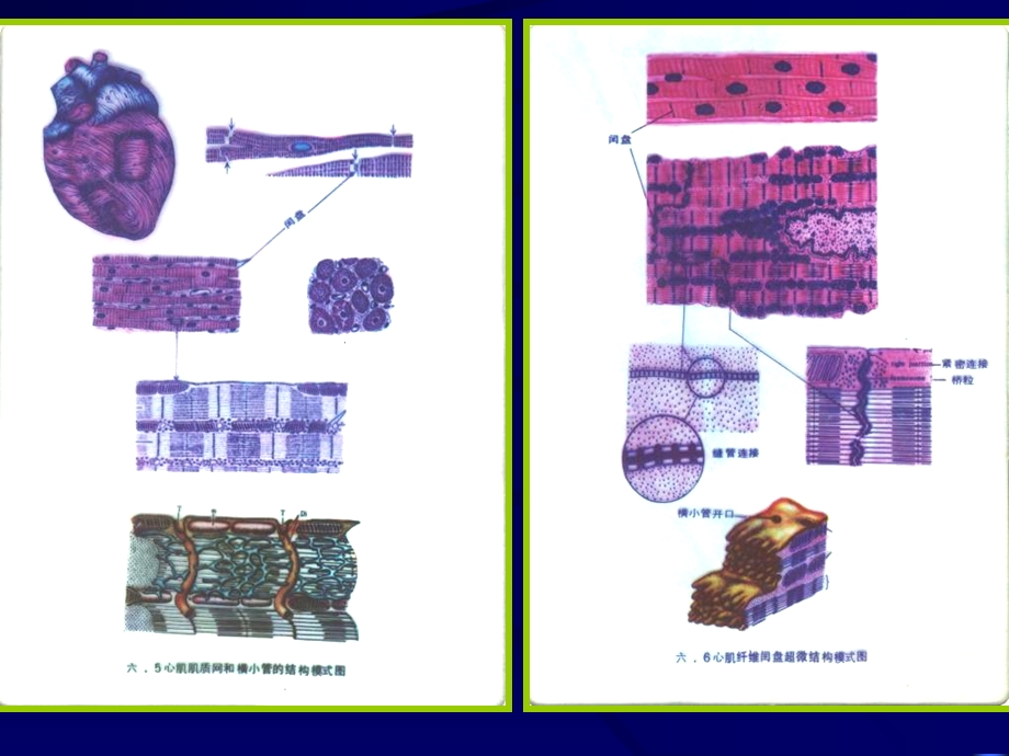 4肌肉2神经高护PPT文档资料.ppt_第2页