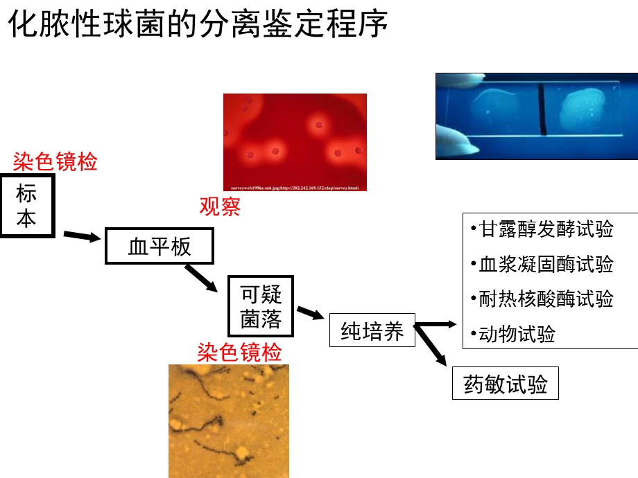 最新微生物学第7章细菌与病毒的微生物学检查1106PPT文档.ppt_第2页