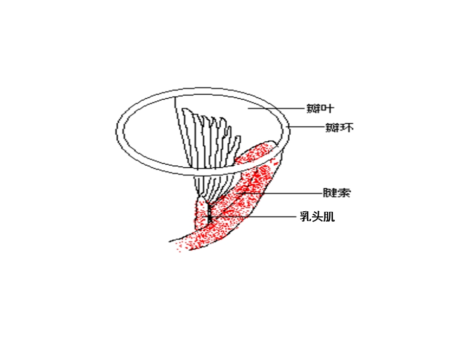 最新二尖瓣疾病的超声诊断PPT文档.ppt_第1页