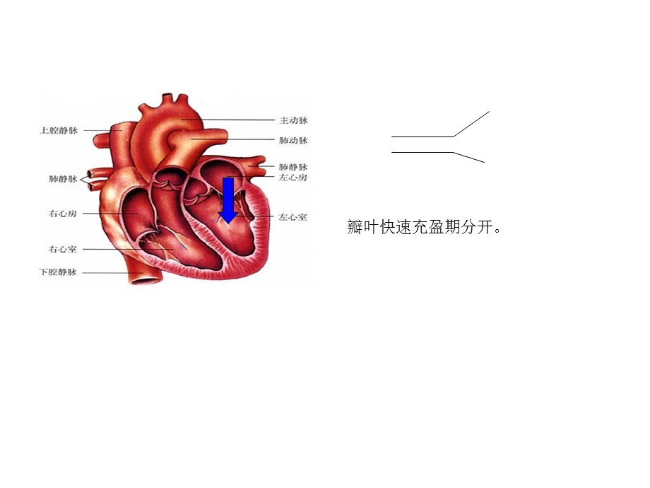 最新二尖瓣疾病的超声诊断PPT文档.ppt_第3页