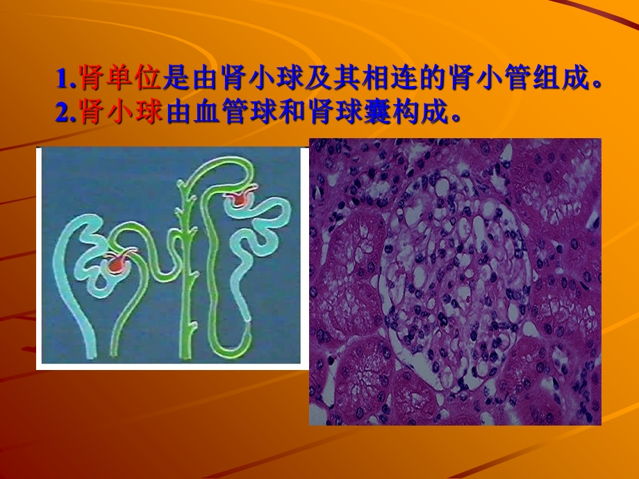 最新内科泌尿器官疾病PPT文档.ppt_第1页