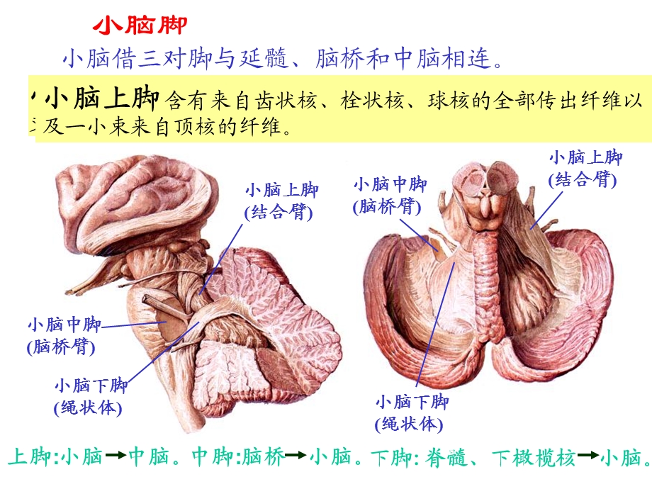 30小脑,间脑PPT文档资料.ppt_第1页