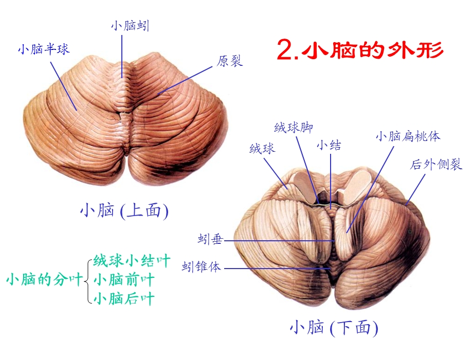 30小脑,间脑PPT文档资料.ppt_第2页