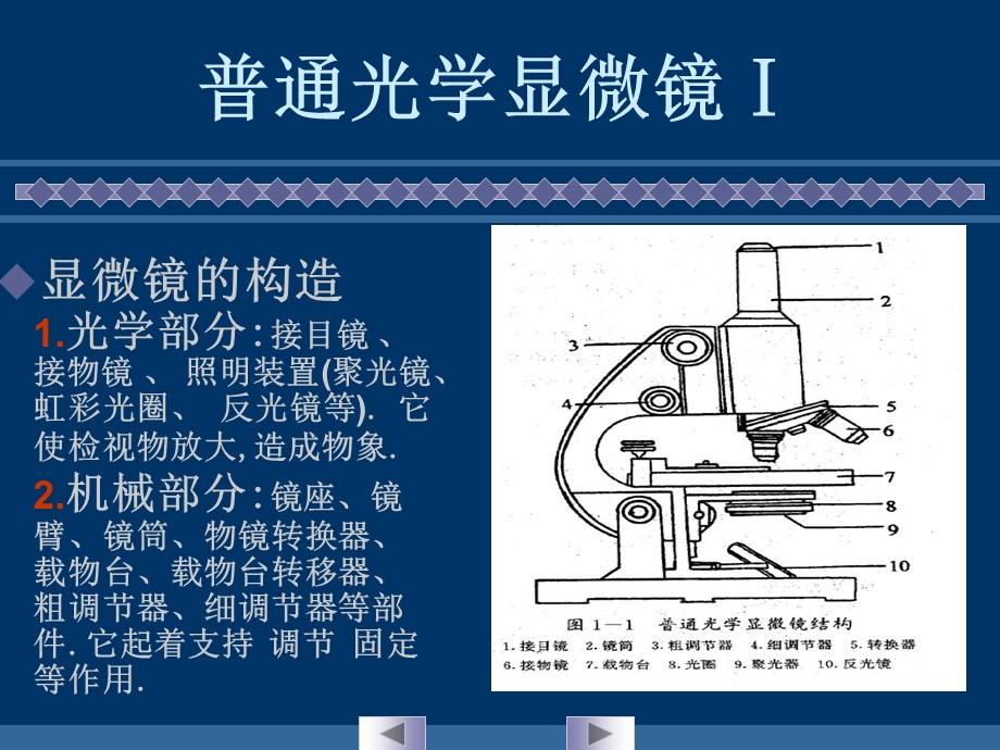 最新实验一显微镜油镜的使用和细菌形态的观察PPT文档.ppt_第3页