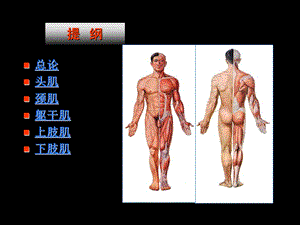 最新第二章运动系统骨骼肌PPT文档.ppt