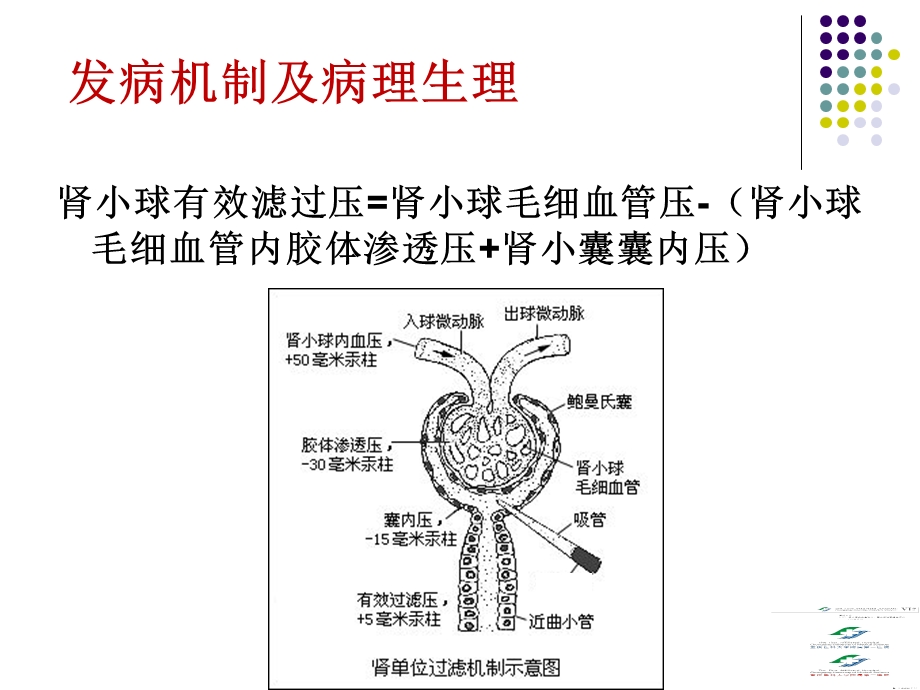 急性肾损伤与血液净化治疗ppt课件PPT文档.ppt_第2页