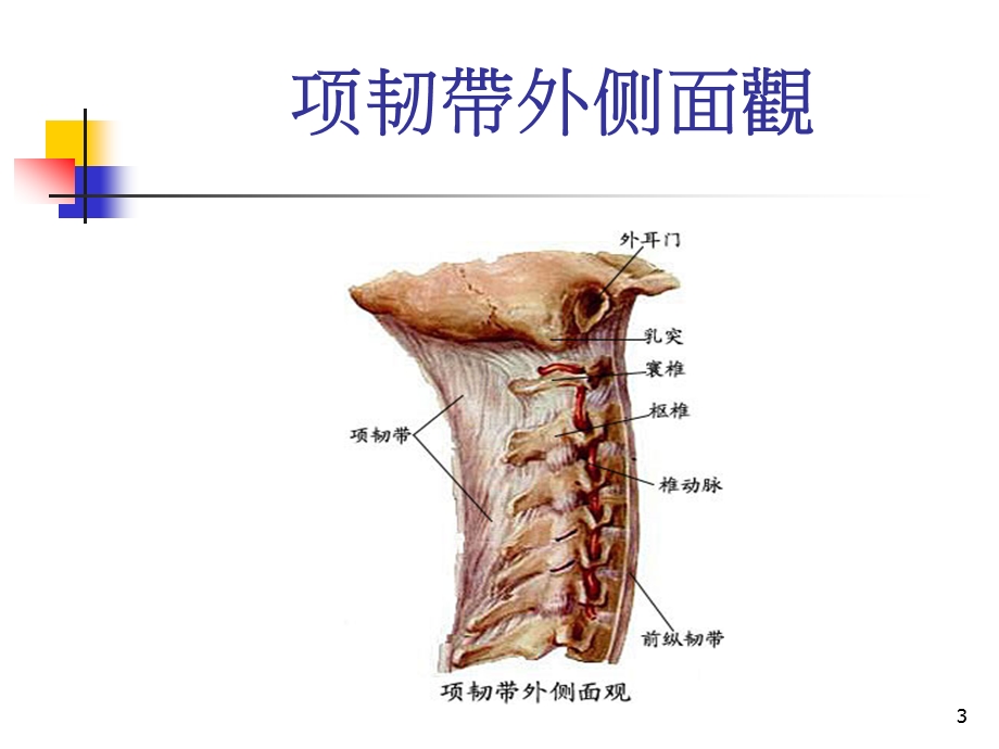 [临床医学]运动系统关节.ppt_第3页