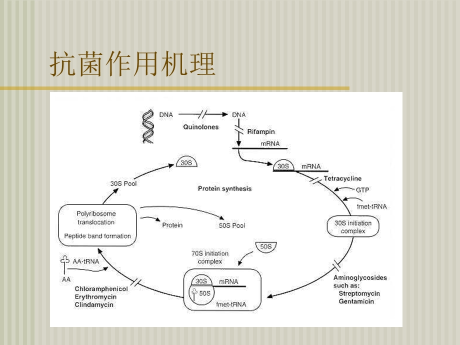 大环内酯抗生素PPT文档资料.ppt_第2页