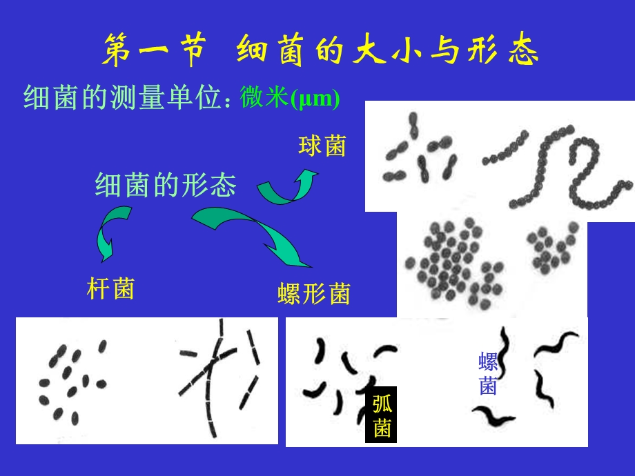 [临床医学]02 细菌的形态和结构 PPTminimizer.ppt_第3页