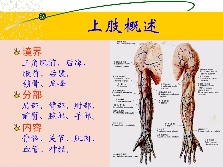 最新：上肢下肢解剖图例ppt课件文档资料.ppt_第1页