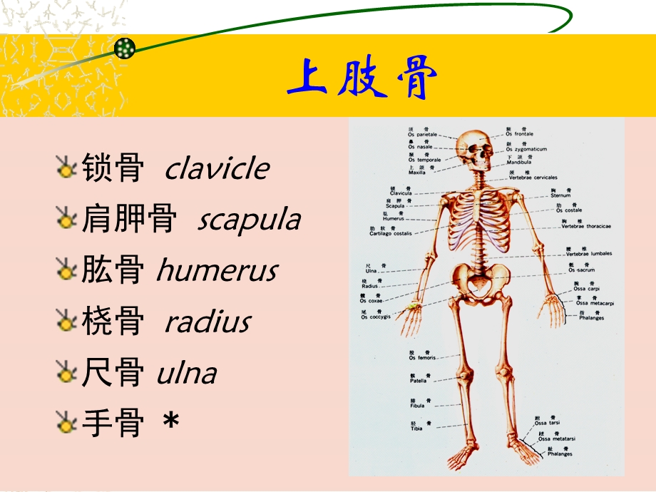 最新：上肢下肢解剖图例ppt课件文档资料.ppt_第2页