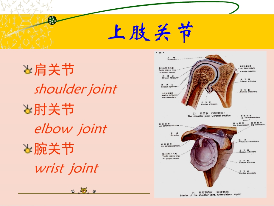 最新：上肢下肢解剖图例ppt课件文档资料.ppt_第3页