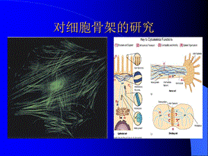 最新第09章细胞骨架PPT文档.ppt