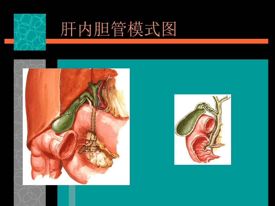 最新：胆道疾病 ppt课件文档资料.ppt_第3页