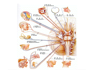 最新：第5篇 神经系统 第3章 第2 脑神经文档资料.ppt