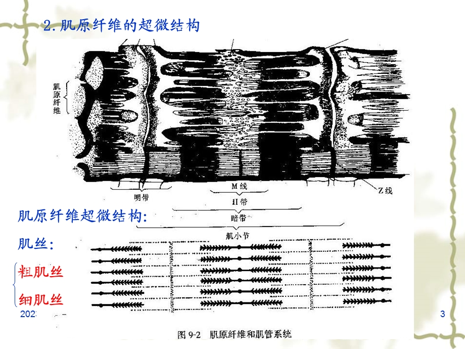 5第五章肌肉生理PPT文档资料.ppt_第3页