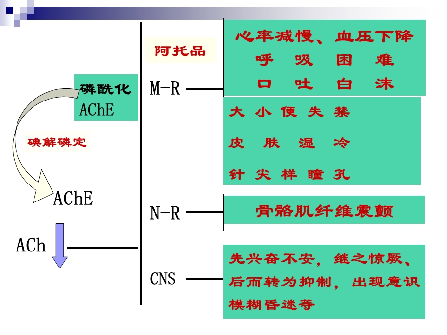 7有机磷酸酯类中毒及其红细胞渗透脆性PPT课件.ppt_第3页