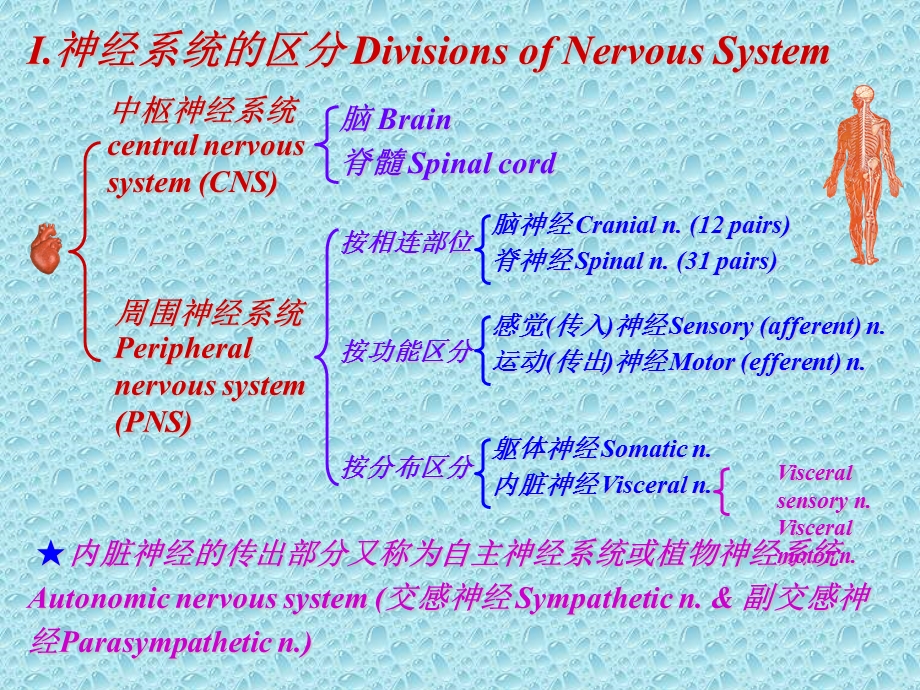 Sx006神经总论脊髓PPT文档资料.ppt_第3页