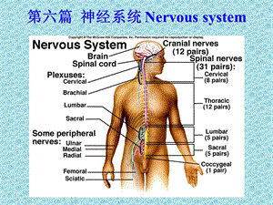 Sx006神经总论脊髓PPT文档资料.ppt