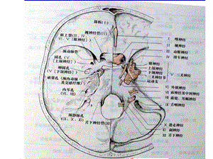 最新对颅神经解剖和功能ppt课件PPT文档.ppt