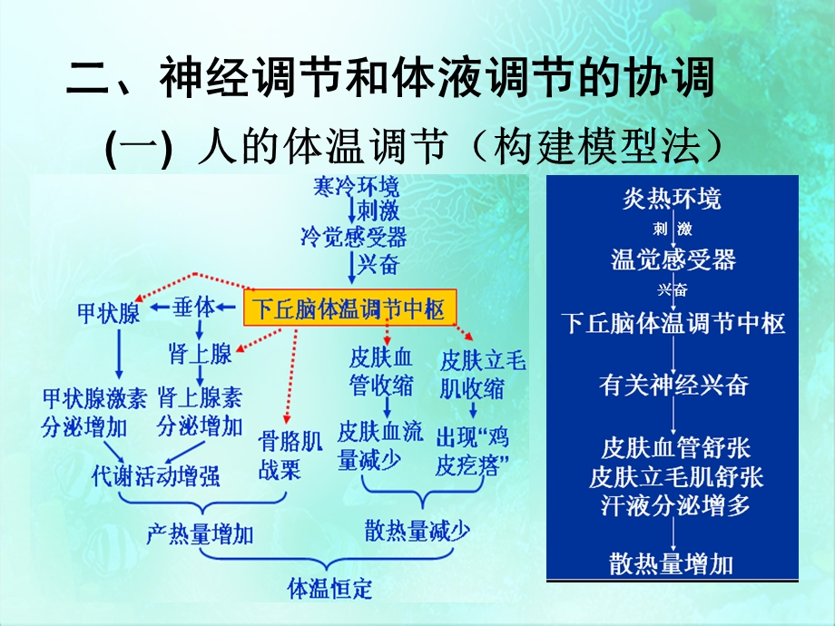 第3节、神经调节与激素调节的关系2PPT文档.ppt_第3页