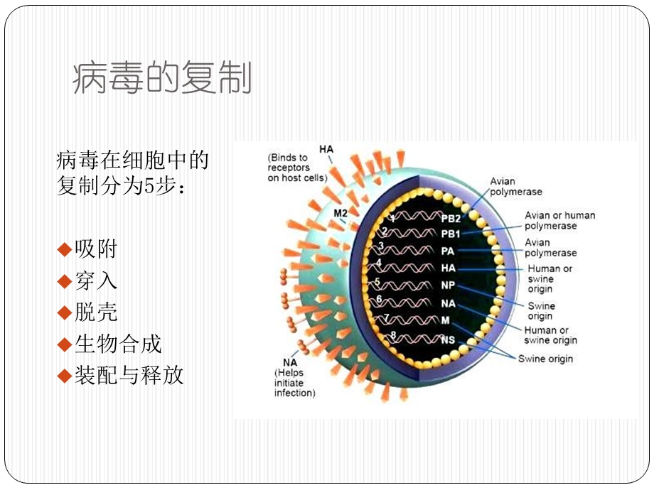 最新：流感、流感病毒与奥司他文档资料.pptx_第3页