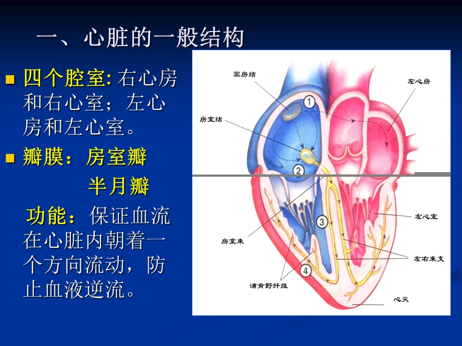 心电图的测试与分析文档资料.ppt_第2页