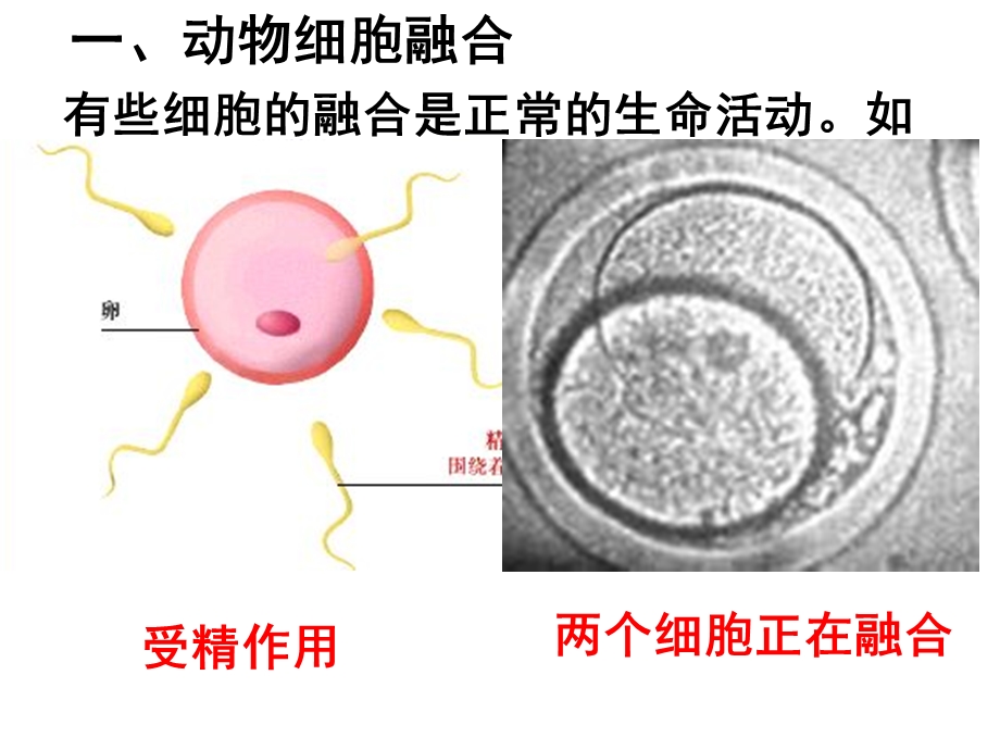 2.2.2 动物细胞融合与单克隆抗体的制备 (共38张PPT).ppt_第3页