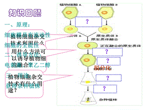 2.2.2 动物细胞融合与单克隆抗体的制备 (共38张PPT).ppt