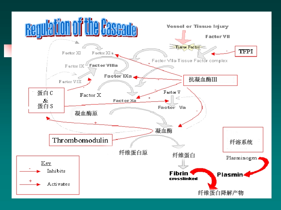 妊娠血液高凝状态与PPT文档资料.ppt_第3页