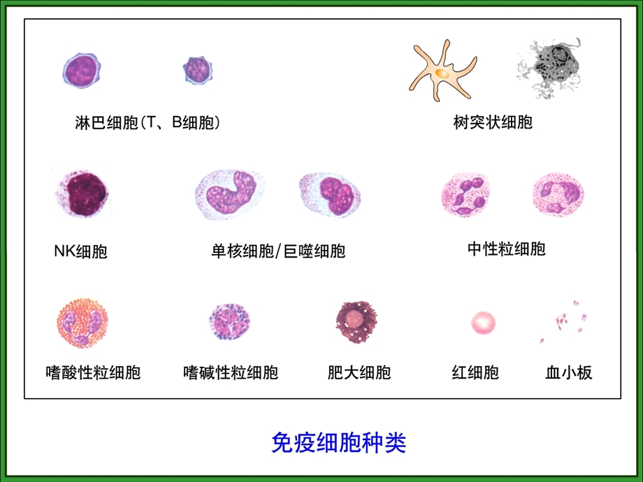 最新：第十四章免疫细胞的分离及其表面标志检测技术文档资料.ppt_第2页