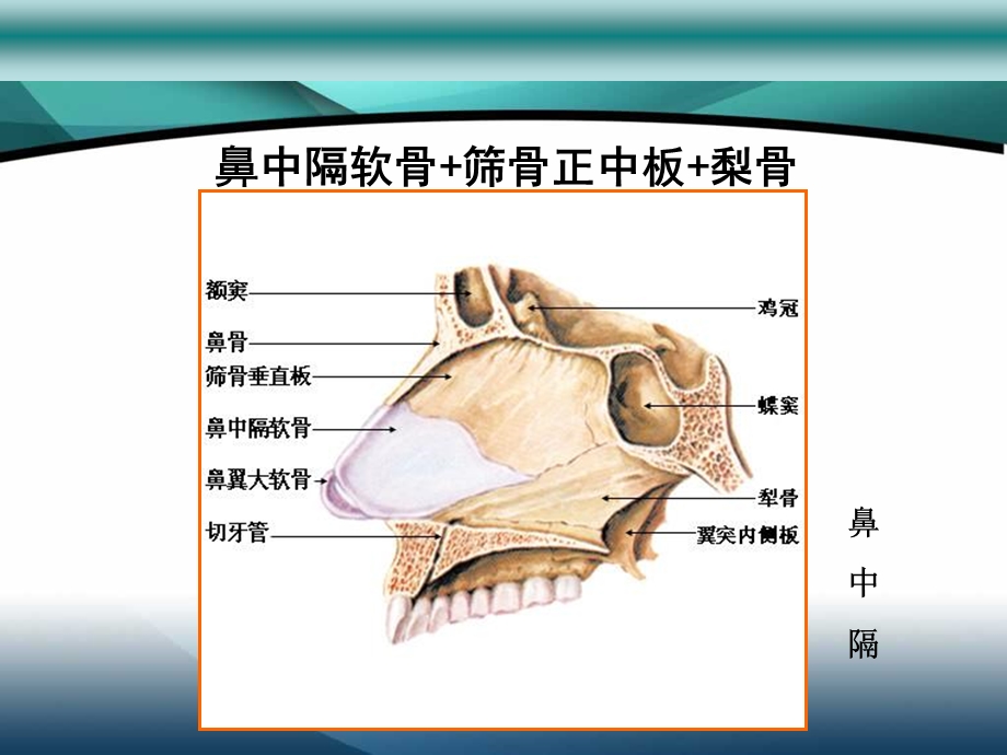 最新yjg—鼻中隔疾病课件PPT文档.ppt_第3页