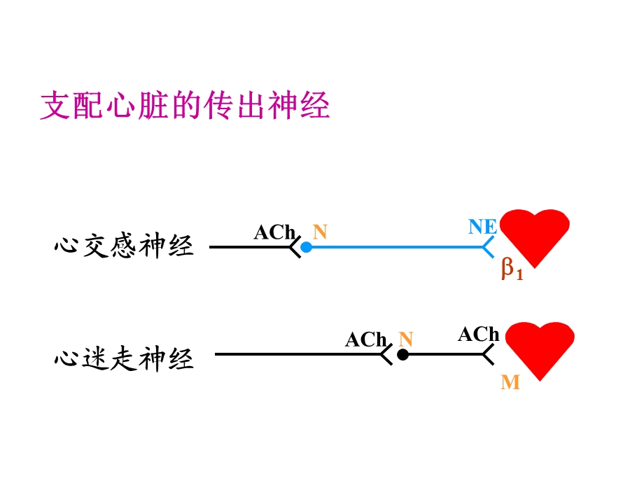 生理学临床医学第4章 第4、5节 心血管活动的调节课件文档资料.ppt_第2页