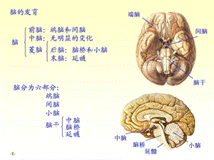 chapter172脑干PPT文档.ppt