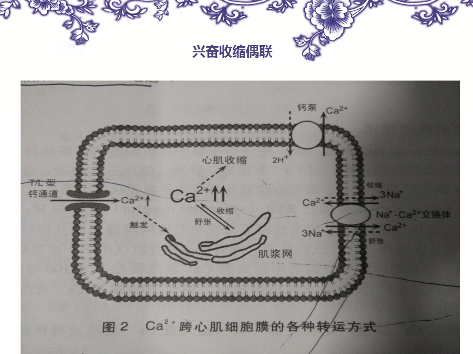 心脏基本活动及基础课件文档资料.ppt_第3页