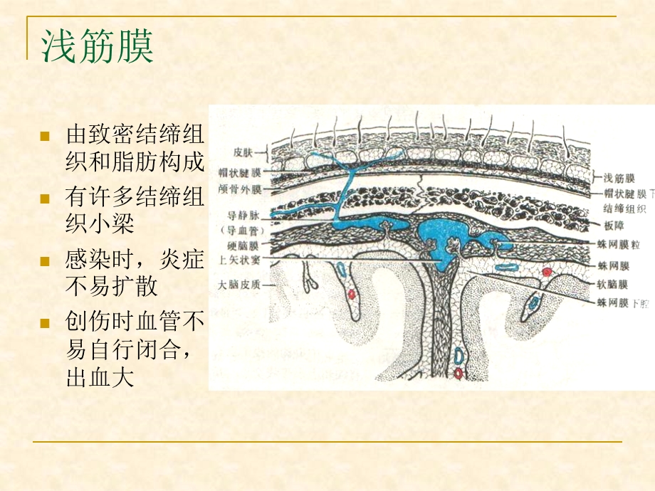 最新局部解剖学颅顶区腺咬肌区PPT文档.ppt_第3页