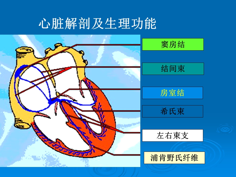 本科心电图讲义ppt课件精选文档.ppt_第1页