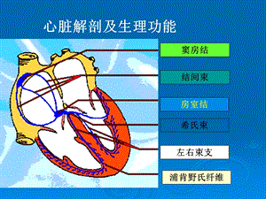 本科心电图讲义ppt课件精选文档.ppt