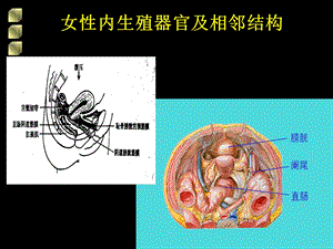 最新：女性生殖道损伤性疾病文档资料.ppt