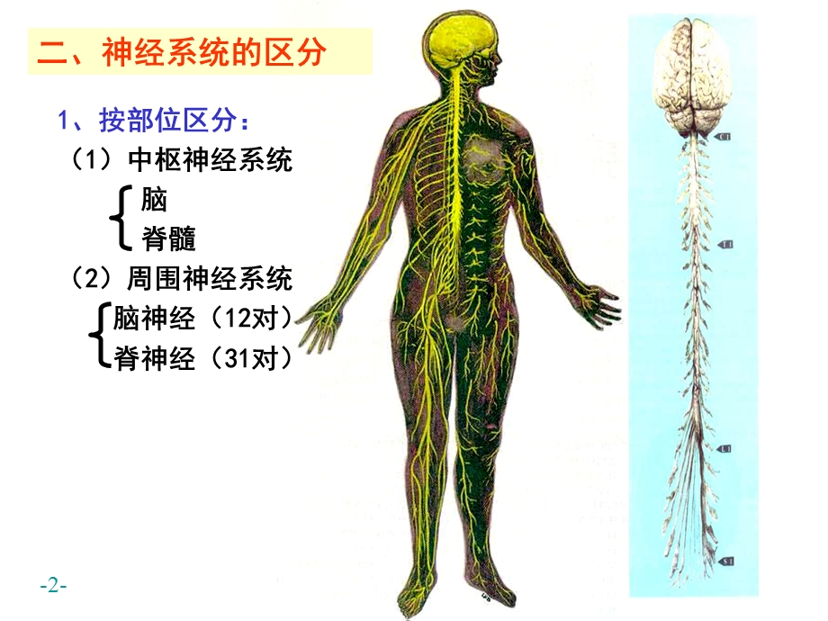 最新21神经系统概述、脊髓结构PPT文档.ppt_第2页