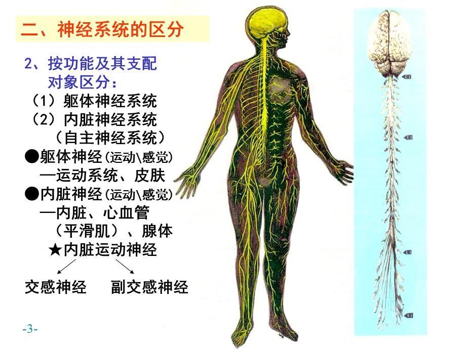 最新21神经系统概述、脊髓结构PPT文档.ppt_第3页