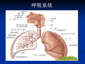 呼吸系统常见疾病的药物治疗文档资料.ppt